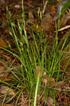 Godfrey's sedge